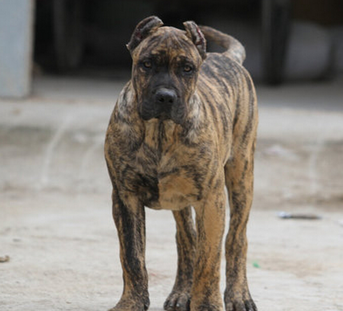 湖北新规物业小区禁养烈性犬和大型犬10月施行