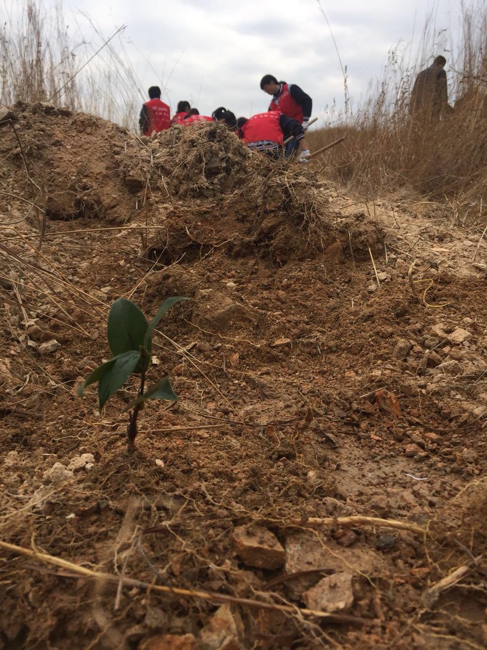 【见微·教育】高中生植树,不仅带去了绿色,还有