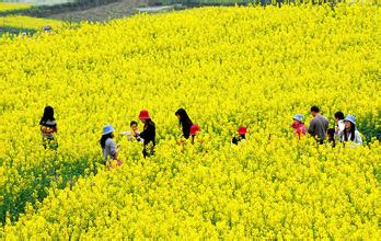 油菜花海以大余湾风景区为核心,贯穿整个木兰川,依托规模化,特色化的