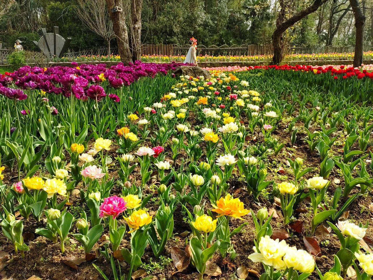 春天最绚丽的色彩：长春公园郁金香盛开！__财经头条
